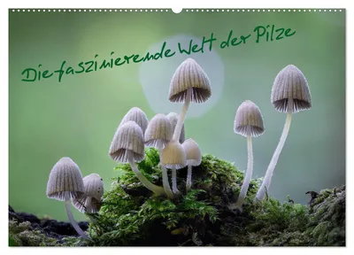 Produktbild von Die faszinierende Welt der Pilze (Wandkalender 2027 DIN A2 quer), CALVENDO Monatskalender