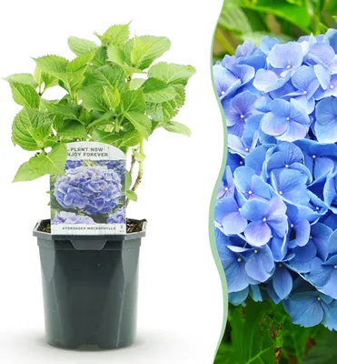 Immagine prodotto di Ortensia - Hydrangea macrophylla Blue - Fiore blu - 1 Pianta - Decidua - Bassa manutenzione - 30cm - Ø18cm - Pianta da giardino
