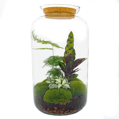 Image de Terrarium Diy - Botanique Sven Xl - ↕ 43 Cm