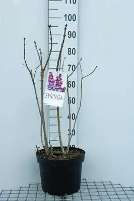 Image de Syringa vulg. 'Michel Buchner' - Lilas noble 60- 70 cm - conteneur