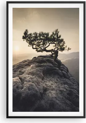 Produktbild von Gerahmtes Poster - Schwarzer Rahmen - Alt Kiefer Berge - 61x91,5 cm - Wand Bild - Wanddeko - Wandbilder - Kunstposter - Wandposter - Bilderrahmen - Bilder - Kunstdruck - Wandbild - P2BPA61x91-4334