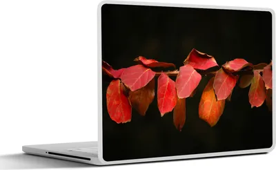 Produktbild von MuchoWow® Laptop Aufkleber Sticker Cover Die roten Blätter auf schwarzem Hintergrund 36.5x27.5 cm - Laptop-Sticker