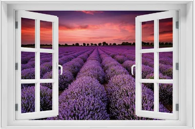 Produktbild von Wallario Wandbild mit Fenster-Illusion: Lavendelfeld unter rotem Himmel, Größe: 61 x 91,5 cm, Poster mit weißem Aluminiumrahmen