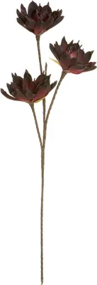 Produktbild von Gilde Echeveria mit 3 BlütenburgundBreite 15,0 cm Höhe 85,0 cm Durchm. 30,0 cm 42655