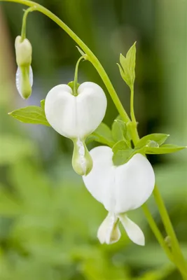 Produktbild von Dicentra spectabilis 'Alba', Tränendes Herz, weiß, ca. 9x9 cm Topf