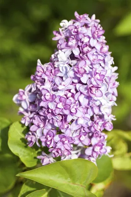 Produktbild von Syringa vulgaris, Flieder, lila, 80–100 cm