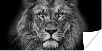 Produktbild von MuchoWow® Poster Tiere - Löwe - Schwarz - Weiß - Porträt 40x20 cm - Poster für die Wand - Poster Schlafzimmer