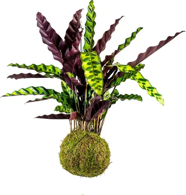 Obrázok produktu pre Gardners Kokedama Calathea lancifolia Insignis (L)