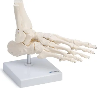 Produktbild von Fußskelett Fuß Anatomie Modell lebensgroß mit Schien- und Wadenbeinansatz