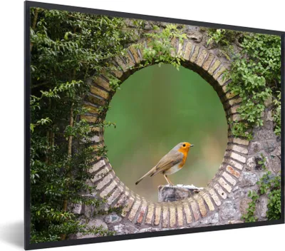 Produktbild von MuchoWow® Gerahmtes Poster Vogel - Durchblick - Rotkehlchen 80x60 cm - Poster mit Schwarzem Bilderrahmen Wandposter Rahmen Foto Bilder - Schwarzem - Mit Gestell