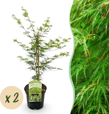 Image de Plante de terrasse - Erable japonais - Acer palmatum Emerald Lace - Vert - 2 Plantes - Caduque - 60-70cm - Ø25cm - Plante de jardin