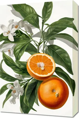 Obrázok produktu pre Obraz 40x60cm Oranžová zrelosť