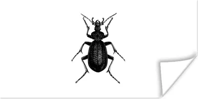 Produktbild von MuchoWow® Poster Schwarz und weiß - Käfer - Vintage - Insekten 40x20 cm - Poster für die Wand - Poster Schlafzimmer