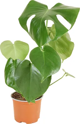 Image de Bloomique - Monstera Deliciosa - Plante-gruyère- Plante d'intérieur - Facile d'entretien - Purificatrice d'air - Hauteur 30-40 cm - Pot 12 cm