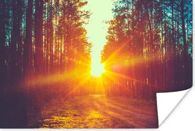 Produktbild von MuchoWow® Poster Sonnenuntergang - Bäume - Wald - Natur 120x80 cm - Bilder