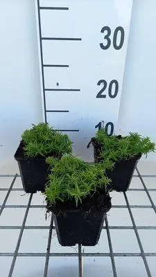 Immagine prodotto di 6 x Phlox (s) 'Samson' - Fiore di fiamma - Vaso 9 x 9 cm