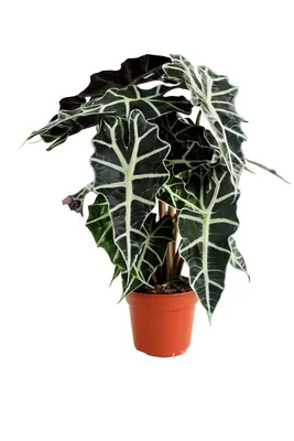 Produktbild von Alocasia Polly 35 cm - Pfeilblatt Elefantenohr Tropenpflanze, Pflegeleicht, Deko für Wohnung & Büro, Ideal für Zimmerpflanzen-Liebhaber