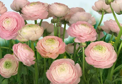 Obrázok produktu pre Komar "Gentle Rosé" fototapeta, ružová/zelená, 368 x 254 cm