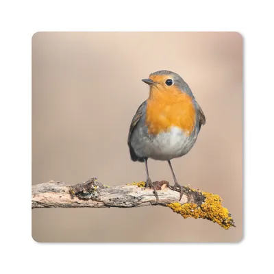 Produktbild von MuchoWow® Mauspad Mousepad Rotkehlchen - Vogel - Zweig - Tiere 20x20 cm - Mousepads - Maus Mat - Pad - Mausunterlage - Desk Mat - Bureauartikeln