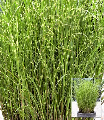 Produktbild von BALDUR Garten Chinaschilf Zebragras, 1 Pflanze, Miscanthus zebrinus strictus Chinagras, aufälliges Ziergras, winterharte Staude, mehrjährig, Schnittblume
