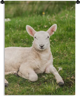 Produktbild von MuchoWow® Wandteppich Wandbehang Schafe - Tiere - Lamm 90x120 cm Tapisserie Dekoration Wandtuch - Wanddeko
