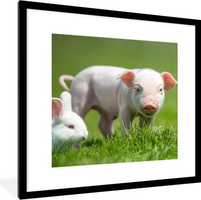 Produktbild von MuchoWow® Gerahmtes Poster Ferkel - Kaninchen - Tiere 40x40 cm - Poster mit Schwarzem Bilderrahmen Wandposter Rahmen Foto Bilder - Poster - Plakat im Rahmen