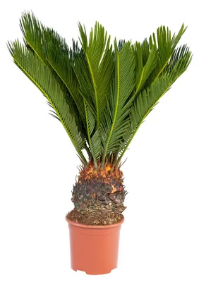 Image de Fougère de palmier japonaise - Cycas revoluta en pot de 14 cm
