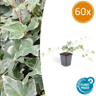 Produktbild von Bodendecker - Efeu - Hedera helix 'Glacier' - 9cm Topf - Set mit 60 Pflanzen