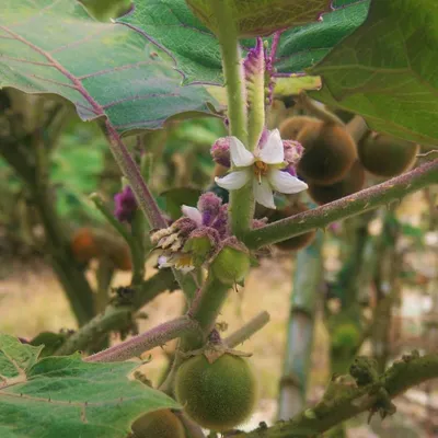 Zdjęcie produktu dla Naranjilla (Solanum quitoense)  – 10 nasion