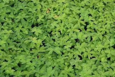 Immagine prodotto di 6 x Astrantia major 'Snowstar'® - Ombrello a stella - Vaso 9 x 9 cm