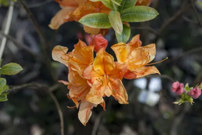 Produktbild von Rhododendron austrinum, gelb-orange Blüten, 40–50 cm