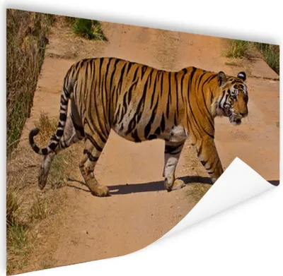 Produktbild von MuchoWow® Poster Tiger - Weg - Lauf 180x120 cm - Fotoplakat