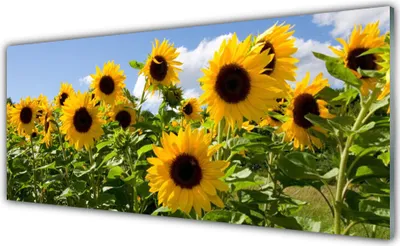 Imagen del producto de Panel protector de vidrio para cocina, 125x50 cm, con diseño de girasoles y plantas