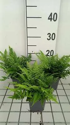 Zdjęcie produktu dla 6 x Polystichum tsus-simense - azjatycka paproć tarczowa - doniczka 9 x 9 cm