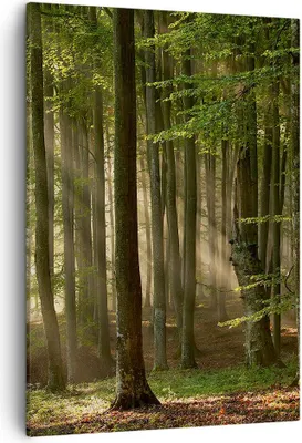 Produktbild von Bild auf Leinwand - Leinwandbild - Einteilig - Wald Baum Natur - 50x70cm - Wand Bild - Wanddeko - Wandbilder - Leinwanddruck - Kunstdruck - Wanddekoration - Leinwand bilder - Wandbild - PA50x70-3628