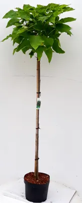 Produktbild von Kugel-Trompetenbaum, Gesamthöhe: 180-190 cm, Catalpa bignonioides 'Nana' , winterhart, kugelförmige Krone