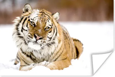 Produktbild von MuchoWow® Poster Tiger - Schnee - Weiß 30x20 cm - Plakate - Print