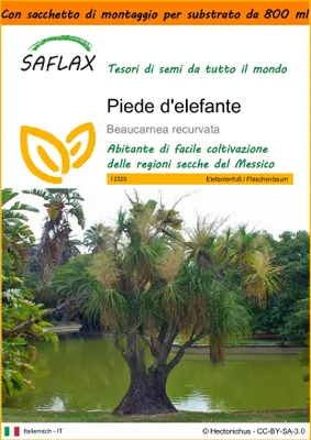 Immagine prodotto di SAFLAX Garden in the bag - Piede d'elefante - 10 semi - Beaucarnea