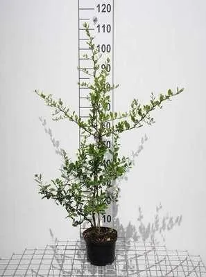 Produktbild von Pyracantha cocc. 'Red Column' - Feuerdorn 'Red Column' 60-80 cm | Topf