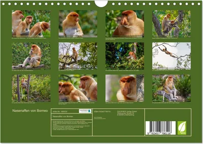 Produktbild von Nasenaffen von Borneo (Wandkalender 2026 DIN A4 quer), CALVENDO Monatskalender