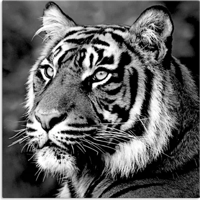 Produktbild von ARTland Leinwandbild Tiger Größe: 40x40 cm