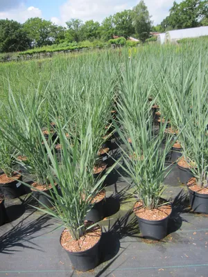 Rows of potted plants in a nursery or garden center.