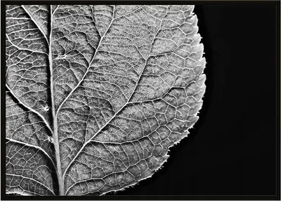 Image de Affiche photo dans un cadre 43x33 cm feuille P908