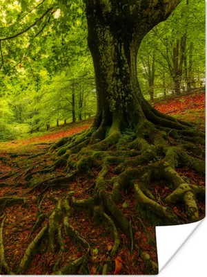 Produktbild von MuchoWow® Poster Baum - Wald - Herbstblätter 90x120 cm - Wohnzimmer