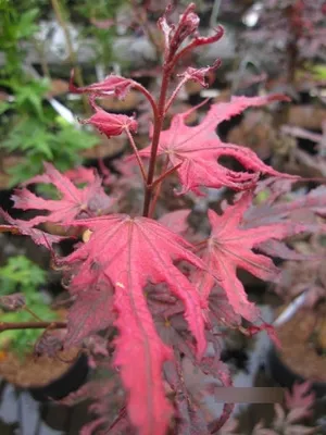 Produktbild von Japanischer Fächerahorn Amagi shigure - Ahorn palmatum 60-80