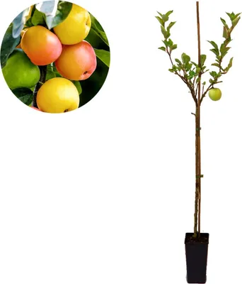 A close-up of apples on a branch and a young apple tree in a pot.