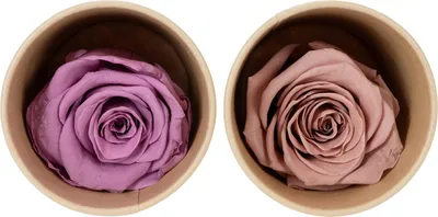 Produktbild von Konservierte Rosenköpfe langlebig Dekoration Geschenkidee für Festlichkeiten, 6 Stück