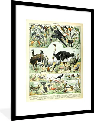 Produktbild von MuchoWow® Gerahmtes Poster Vogel - Tiere - Natur 60x80 cm - Poster mit Schwarzem Bilderrahmen Wandposter Rahmen Foto Bilder - Wohnzimmer - Dekorationen - Prämie