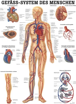 Produktbild von Gefäßsystem Poster Anatomie 70x50 cm medizinische Lehrmittel