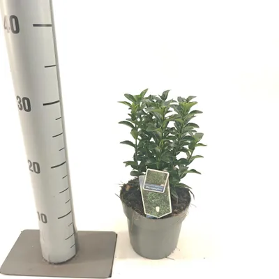 Obrázek produktu pro Euonymus jap. 'Microphyllus' – zimolez japonský | 15–20 cm v květináči